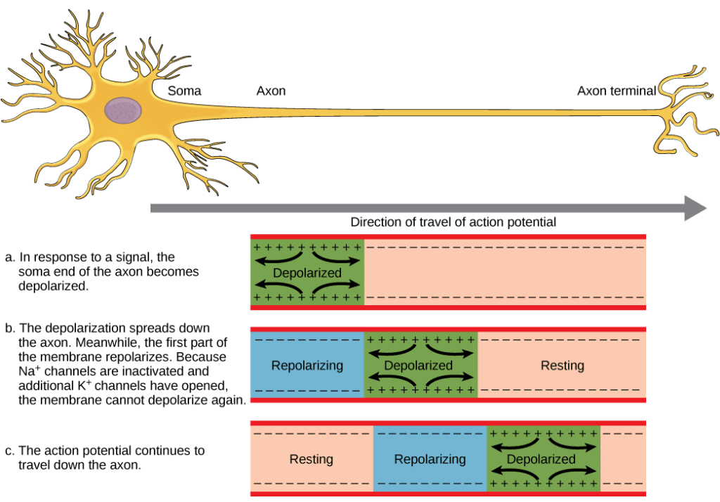 Nerve Impulse
