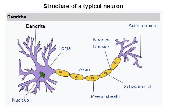 Illustration showing the structure of dendrites