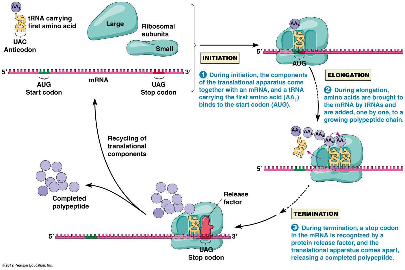 protein synthesis steps diagram